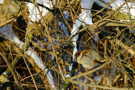 A sparrow sits on a bush on a sunny winter day.の写真素材