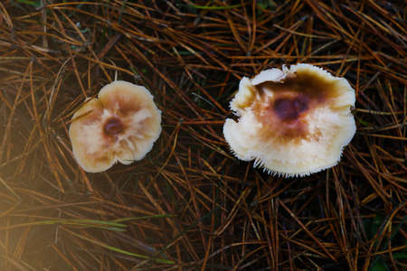 In a clearing in the forest, mushrooms grow through yellow needles. Harvest in the fall.の写真素材