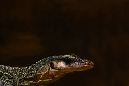 Close-up on a dark monitor lizard in the parkの写真素材