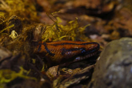 Out of focus, blurry background, long dark snakeの写真素材