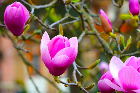 Large buds of flowering magnolia in the parkの写真素材