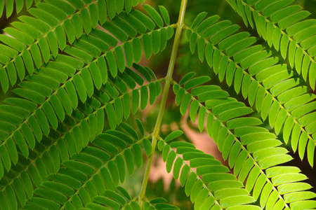 Green leaves of a tropical plant, backgroundの写真素材