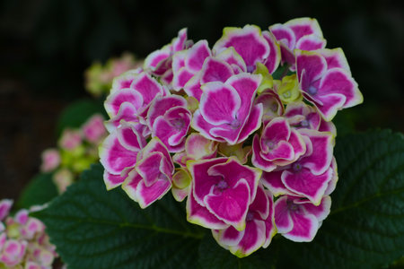Beautiful flowering hydrangea in the parkの写真素材