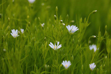 Perennial white flowers bloom in the green meadowの写真素材