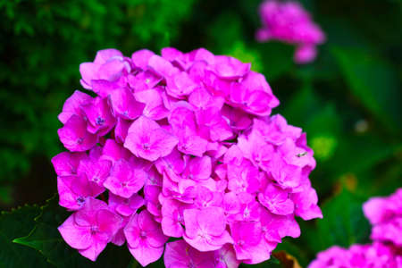 Pink hydrangea blooms in the garden in summerの写真素材