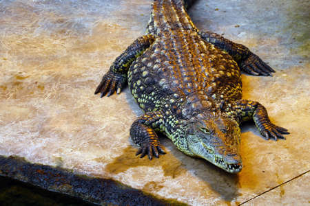 Top view of a large crocodile in an animal parkの写真素材