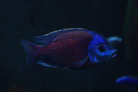 Dark blue fish swim in the aquariumの写真素材