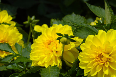 Yellow flowering dahlias in the gardenの写真素材
