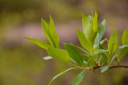Close-up of a young green branch of a bush in the gardenの写真素材
