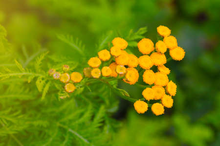 Tansy is a genus of perennial herbaceous plants and shrubs. Effective as an antipyretic, hemostatic, diaphoretic, antifebrile agentの写真素材