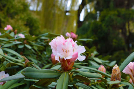 A large azalea or rhododendron blooms in the gardenの写真素材