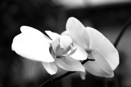 Black and white photo. Flowering orchid, houseplantの写真素材