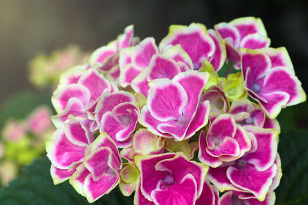 Flowering hydrangea in a park or garden. It is used in perfumeryの写真素材