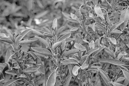 Black and white photo. View of the growing useful plants, used in medicineの写真素材