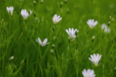 White perennial flowers bloom in a green meadowの写真素材