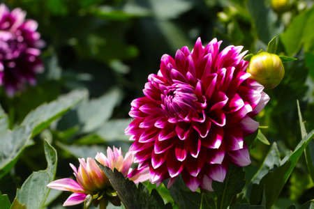 Burgundy flowering dahlia in a garden or parkの写真素材