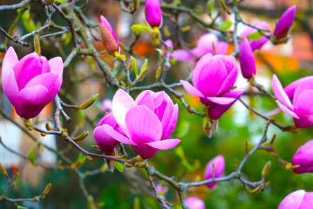 View of a flowering magnolia branch in the garden in springの写真素材