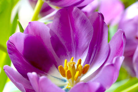 Close-up of a flowering tulip in a garden or parkの写真素材