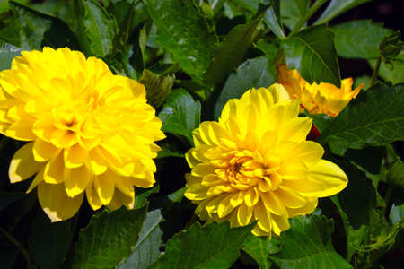 View of the flowering yellow dahlia in the parkの写真素材