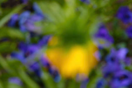 Out of focus, blurry background, blooming yellow flower in the parkの写真素材
