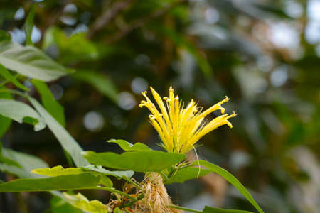 The yellow flower blooms in the rainforestの写真素材