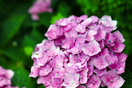 Close-up of the flowering hydrangea in the gardenの写真素材