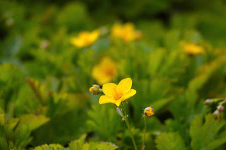 Yellow perennial flowers bloom in the meadow in the summerの写真素材