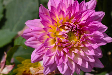 Close-up of a flowering dahlia in the parkの写真素材