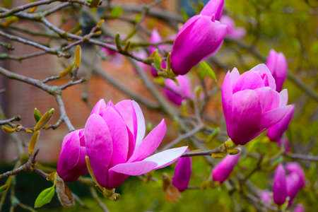 Close-up of the flowering branches of magnolia in the parkの写真素材