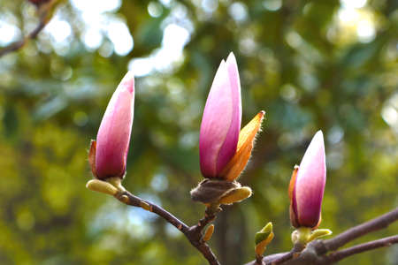 A branch of a flowering magnolia in the park in the springの写真素材