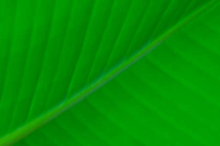 Green background of a tropical plant in the park, textureの写真素材