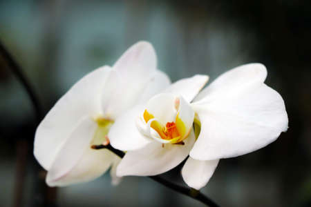 Close-up of a flowering white orchid, a houseplantの写真素材