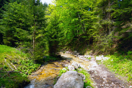A small mountain stream flows high in the mountains in the forestの写真素材