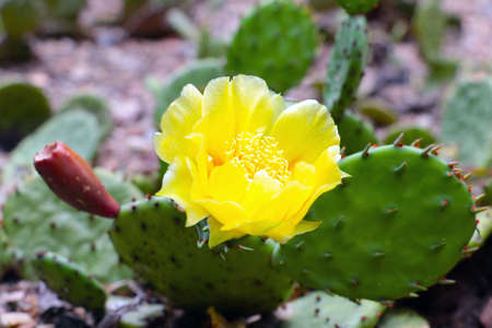 Beautiful yellow flowering flower on a cactusの写真素材