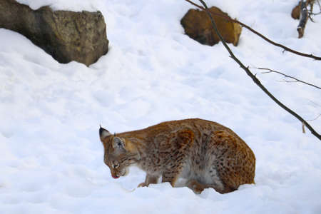 Close-up on the lynx in the winter that eatsの写真素材