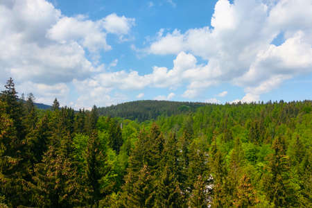 Picturesque view of the green forest against the blue skyの写真素材
