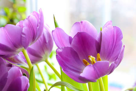 Flowering phtolette tulip in a vase. Fragrant smell. Congratulations on the holidayの写真素材