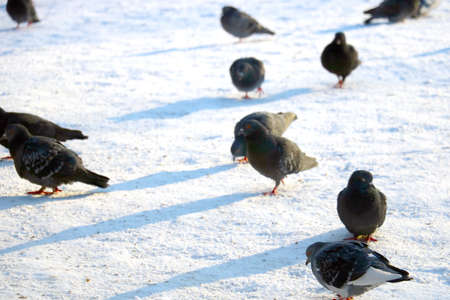 Pigeons walk through the snow on a sunny winter dayの写真素材