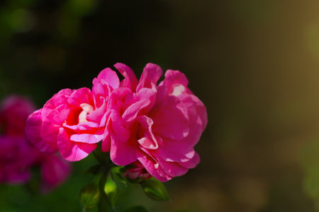 Beautiful flowering rose in the garden during sunsetの写真素材