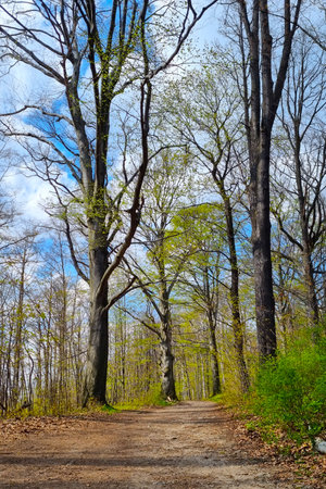 View of the trail in the forest in late autumn or early springの写真素材