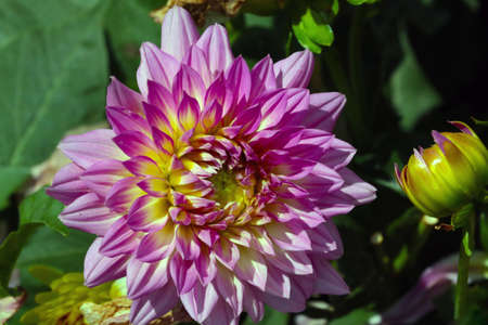 Close-up of a flowering dahlia in the fall in the parkの写真素材