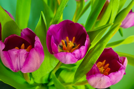 Bouquet of fresh flowering tulips in a vase. Congratulationの写真素材