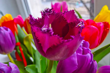 View of the multi-colored flowering tulips on the windowの写真素材