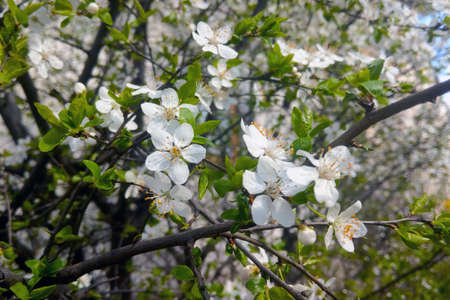 Close-up of a cherry blossom branch in the gardenの写真素材