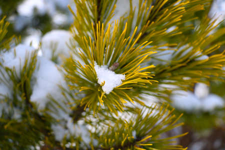 Selective focus, a pine branch in the forest with snow in winterの写真素材