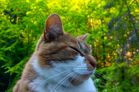 Close-up of a domestic cat with eyes closedの写真素材