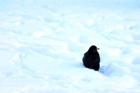 A black crow sits in the snow. It's cold bird in winterの写真素材