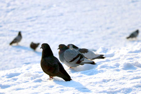 Pigeons sit in the snow on a sunny winter dayの写真素材