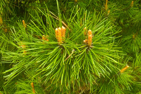 View of a young green branch of pine or spruce in the parkの写真素材
