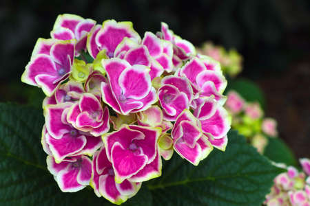 Beautiful flowering hydrangea flower in the parkの写真素材